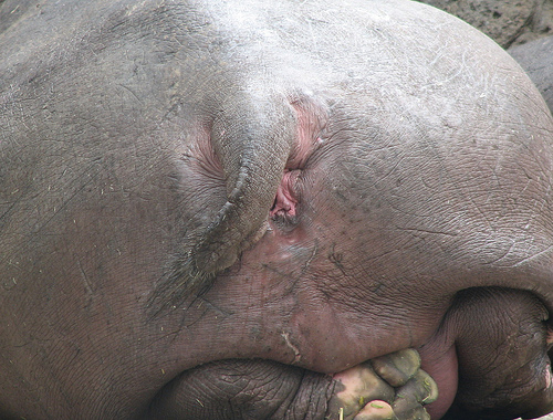 hippo butt.
